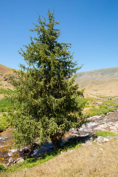 Plateau Assy dans la montagne Tien-Shan — Photo