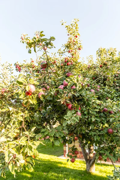 Mele rosse su ramo di melo — Foto Stock