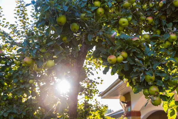 Manzanas verdes en rama de manzano — Foto de Stock