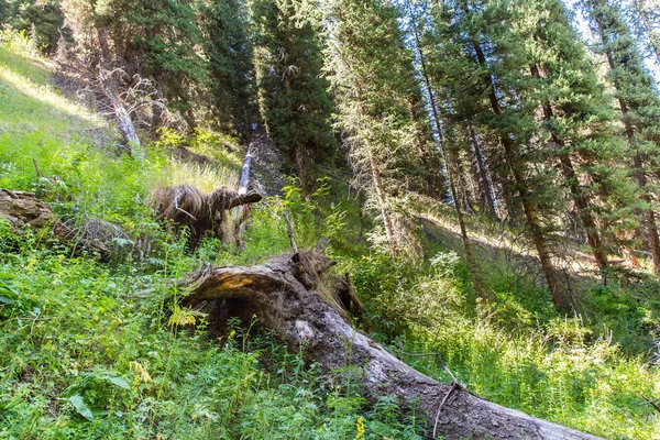 Meseta de Assy en la montaña Tien-Shan en Almaty — Foto de Stock