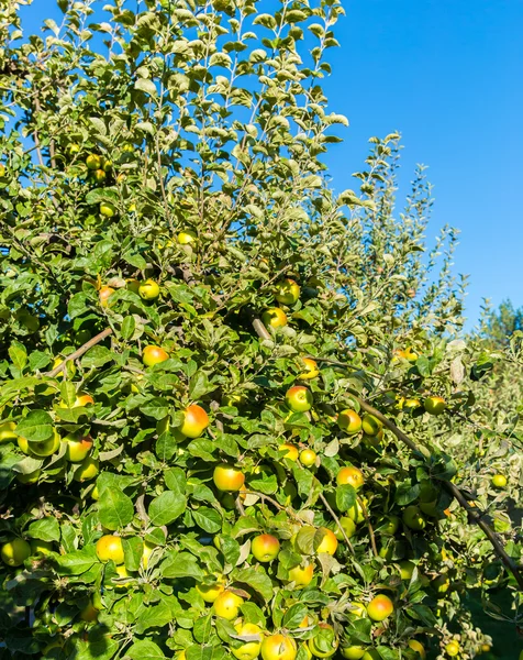 Mele verdi su ramo di melo — Foto Stock