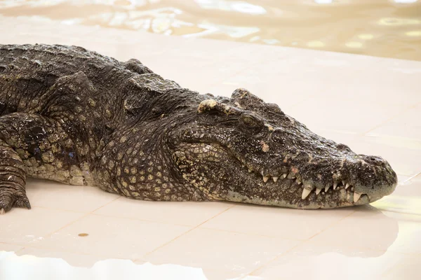 Crocodilo na exploração agrícola — Fotografia de Stock