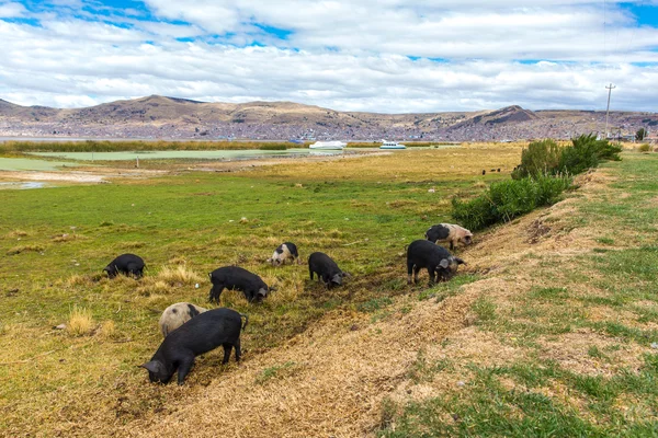 Pigs in Peru — Stock Photo, Image