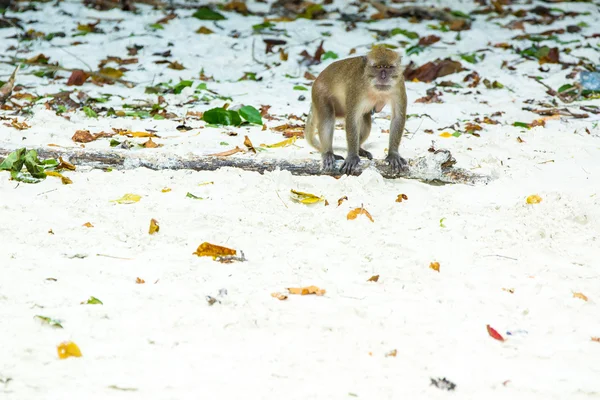 Crab-eating macaque — Stock Photo, Image