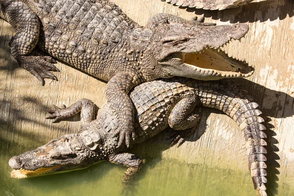 Exploração de crocodilos — Fotografia de Stock
