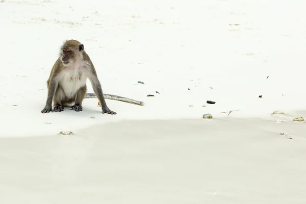 Macaco come cangrejos —  Fotos de Stock