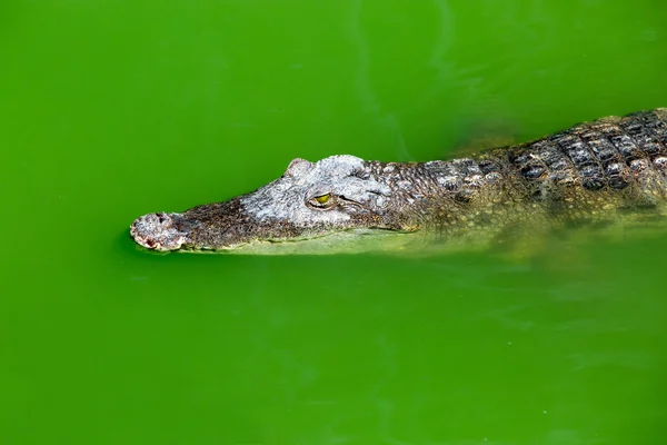 Krokodil på gård — Stockfoto