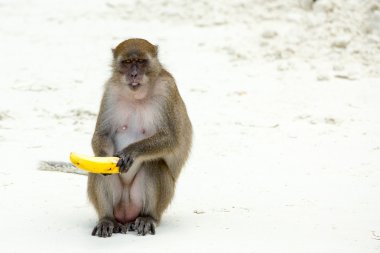Monkey Plaj