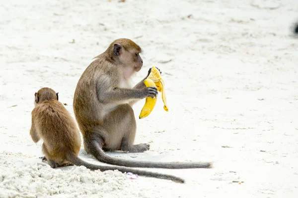 Monkeys on beach — Stock Photo, Image