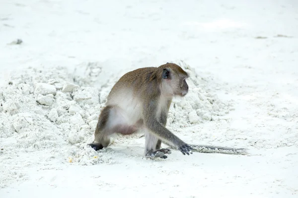 Mono en la playa —  Fotos de Stock