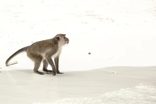 Macaco na praia — Fotografia de Stock