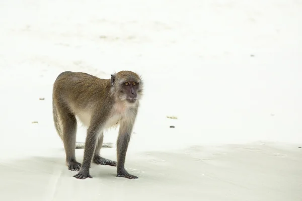 Mono en la playa — Foto de Stock