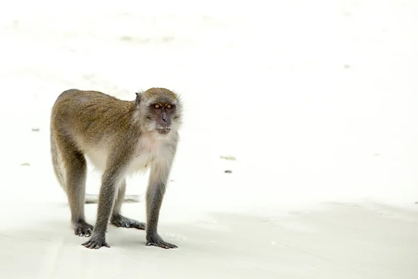 ビーチで猿 — ストック写真