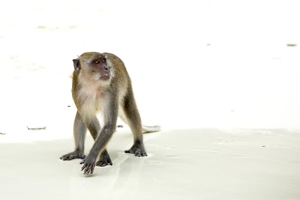 Mono en la playa —  Fotos de Stock