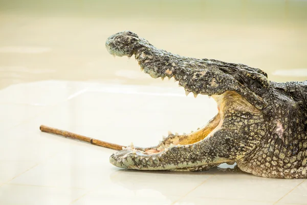 Crocodilo perigoso — Fotografia de Stock