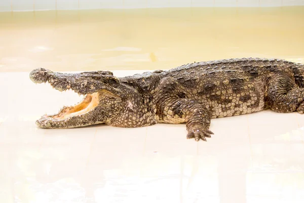 Coccodrillo pericoloso — Foto Stock