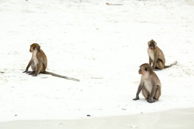Monkeys on beach clipart