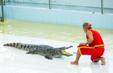 Timsahlar, Tayland gösterisi