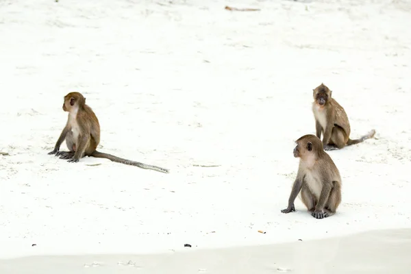 Monos en la playa — Foto de Stock