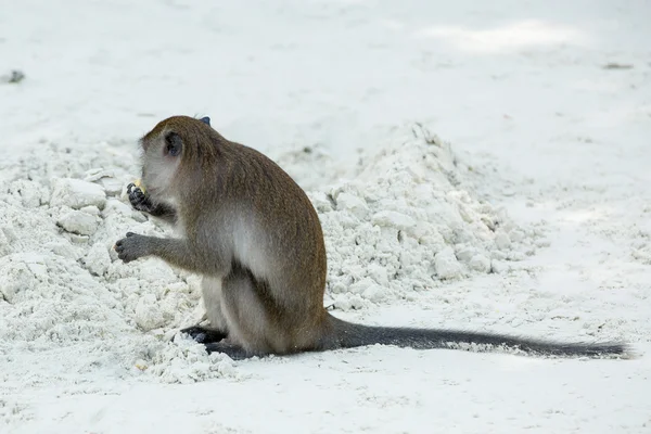 Mono en la playa — Foto de Stock