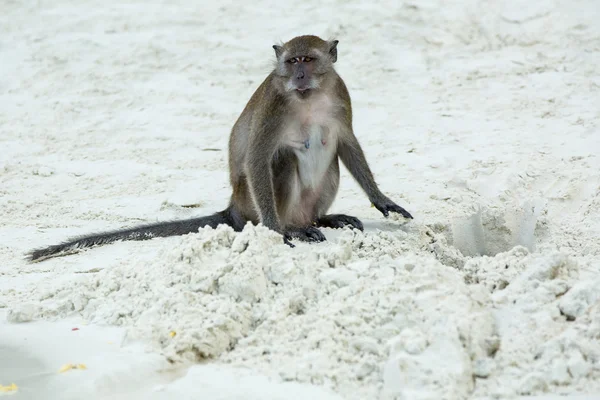 Monkey on beach — Stock Photo, Image