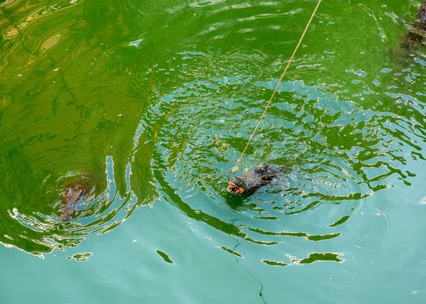 Krokodillenboerderij in Phuket, Thailand. Gevaarlijke alligator in wildlife — Stockfoto