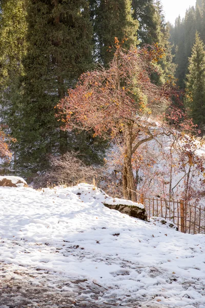 滑雪胜地森林故事哈萨克斯坦阿拉木图镇附近 — 图库照片