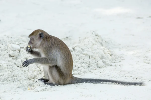 Mono en la playa — Foto de Stock