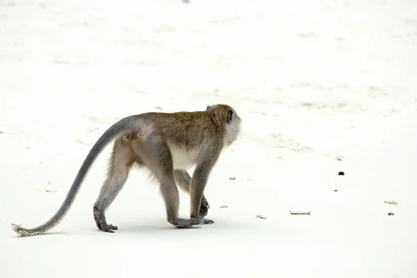 Mono en la playa —  Fotos de Stock