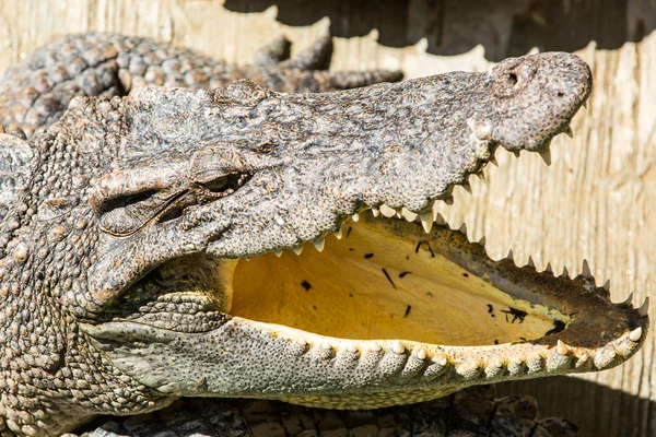 Dangerous crocodile — Stock Photo, Image