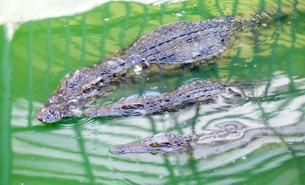 Krokodilfarmen i Phuket, Thailand. Farliga alligator i vilda djur — Stockfoto