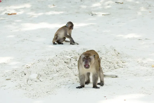 Monkeys on beach — Stock Photo, Image