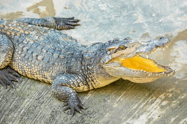 Coccodrillo pericoloso — Foto Stock