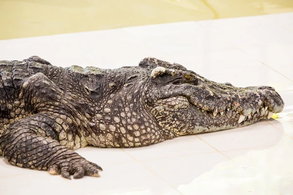 Granja de cocodrilos en Phuket, Tailandia. Peligroso cocodrilo en la vida silvestre —  Fotos de Stock