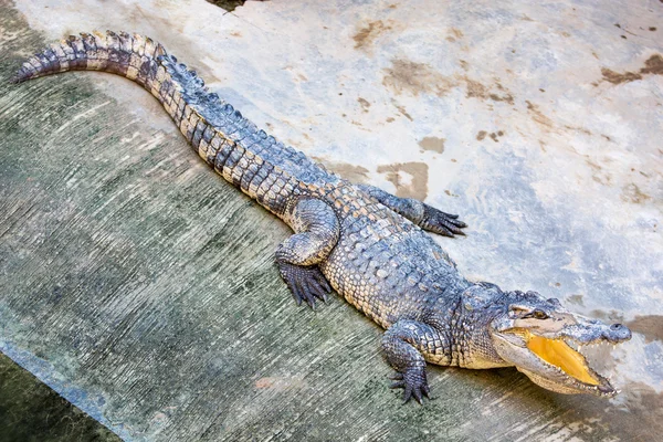 Gefährliches Krokodil — Stockfoto