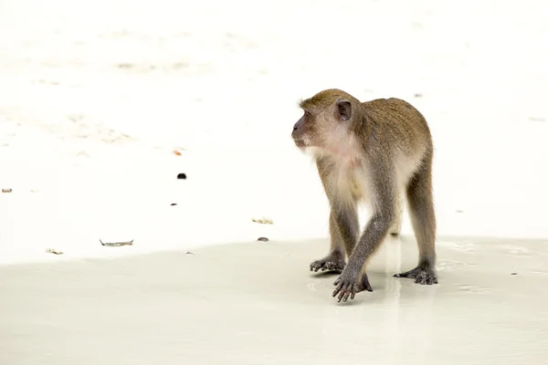 Macaco na praia — Fotografia de Stock