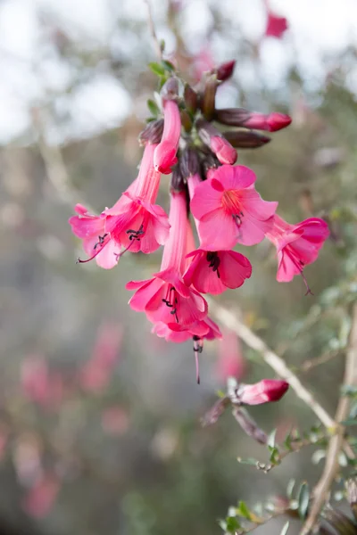 Detailní záběr růžové čtyři hodiny nebo zázrak peru květ (Mirabilis jalapa) v denní době v Peru v Jižní Americe — Stock fotografie