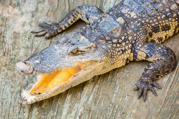 Crocodilo perigoso — Fotografia de Stock