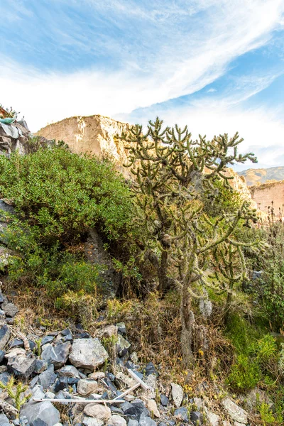 Colca Canyon, Peru – stockfoto