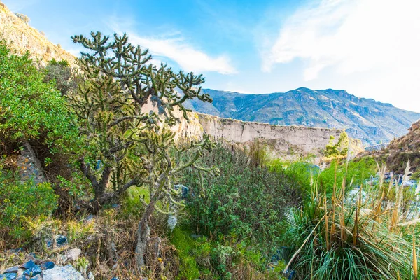 Colca Kanyonu, peru — Stok fotoğraf