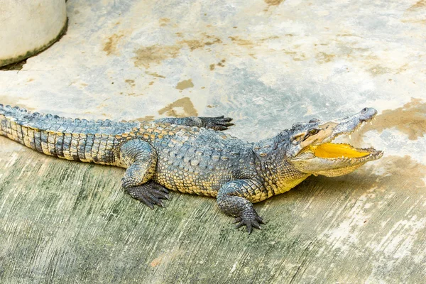 Exploração de crocodilos — Fotografia de Stock