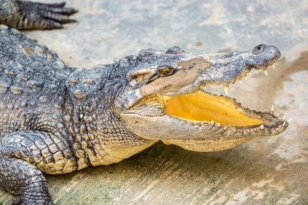 Exploração de crocodilos — Fotografia de Stock