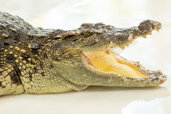 Exploração de crocodilos — Fotografia de Stock