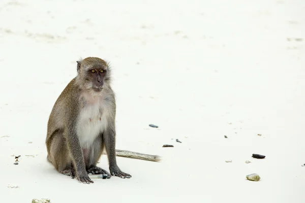 Macaco na praia — Fotografia de Stock