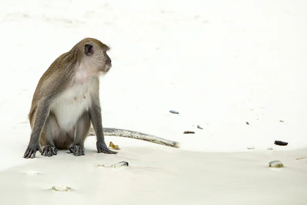 Monkey on beach — Stock Photo, Image