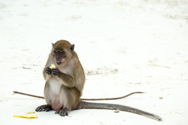 Monkey on beach clipart