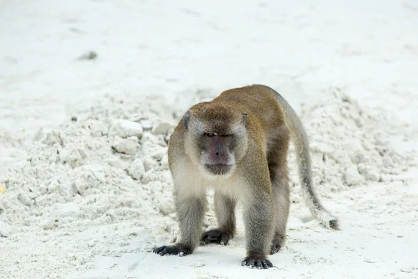 Macaco na praia — Fotografia de Stock