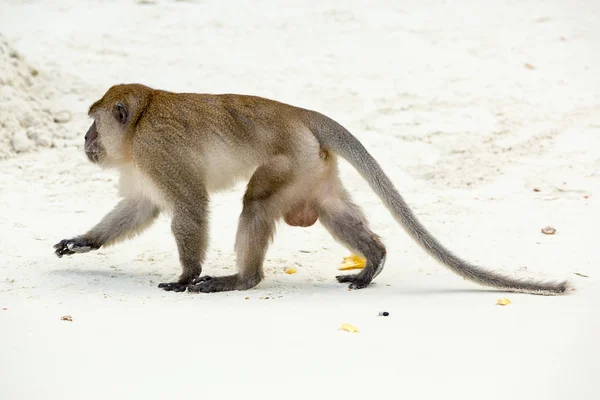 Monkey on beach — Stock Photo, Image