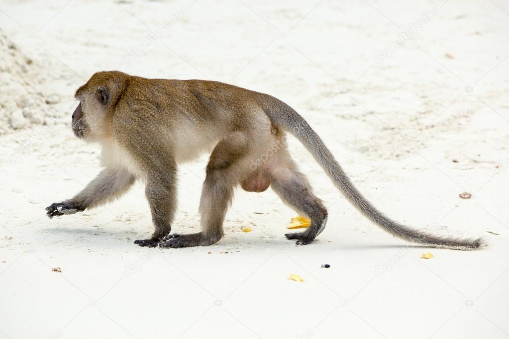 Monkey on beach