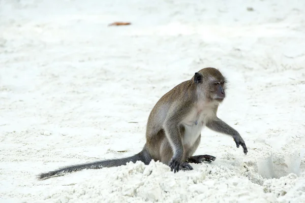 Opice na pláži v Thajsku — Stock fotografie